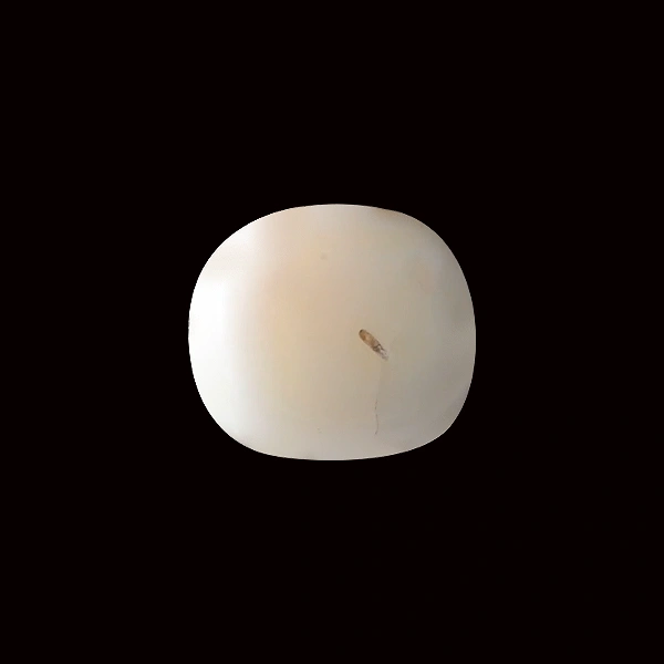 White Coral - 6.88 carats